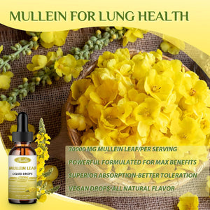 Mullein Drops for Lungs, 30000Mg Mullein Leaf Extract, 7-In-1 Mullein Tincture with Chlorophyll, Berberine, Ginger Root（2 PCAK）